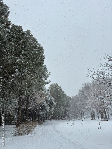 降雪の公園
