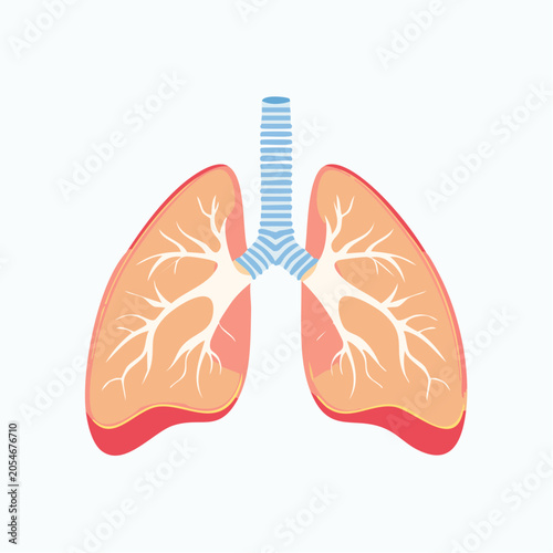 Illustration of Human Lungs and Trachea
