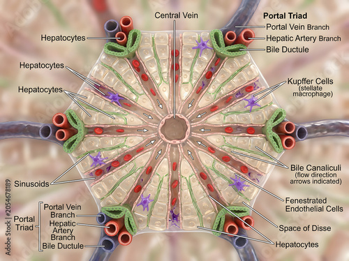 Microscopic anatomy of liver lobule showing portal triad and hepatocytes with hepatocyte