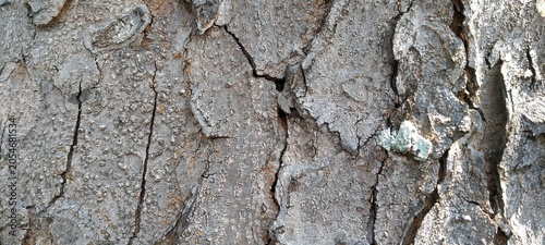Schilderij op canvas Rough wood surface texture with natural grain patterns and splinters