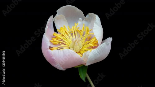 Timelapse of pink peony flower blooming on black background. Blooming peony flower open, time lapse, close-up. Wedding backdrop, Valentine's Day concept.