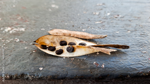 Bild auf Leinwand butterfly pea flower seeds that are ready to be planted