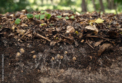 Photos Cross section of forest floor soil showing layers of decomposing leaves, organic