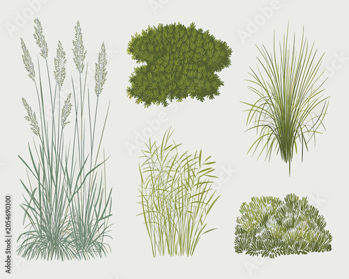 Green Grass Blades and Foliage on White Background