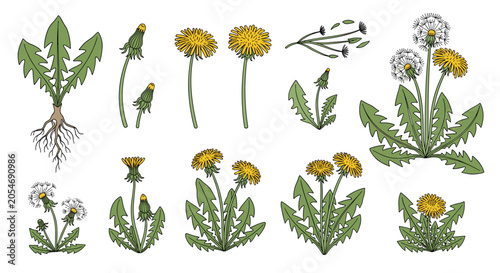 Detailed botanical illustration showing the different stages of a dandelion plant life cycle from yellow bloom to white seed head.