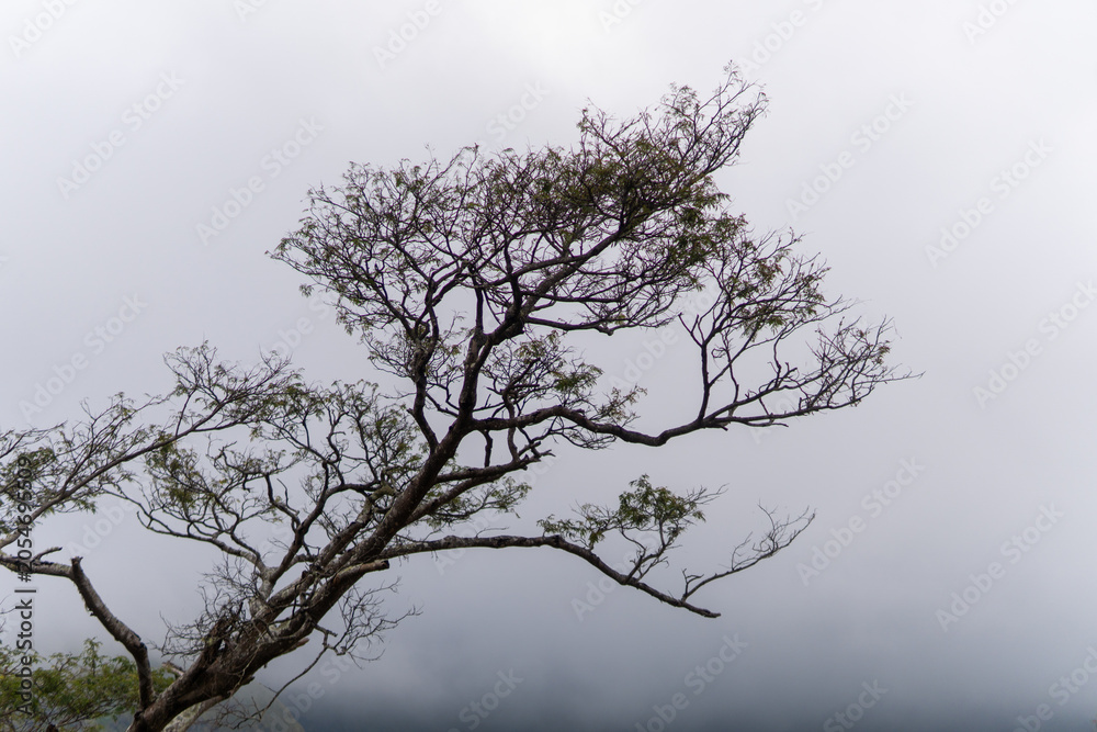Obraz premium Low angle shot of a large tree with intricate branches extending into thick white fog and misty overcast sky. 