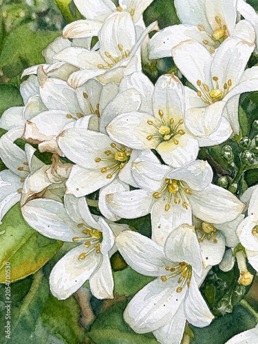 White flowers in garden
