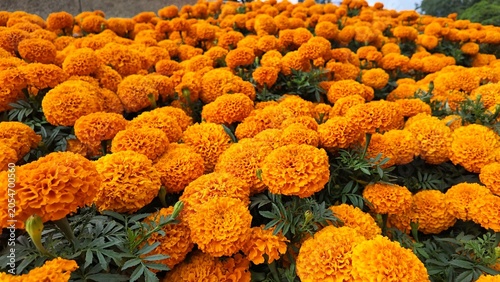 Foto Campo de flores de cempasúchil (Tagetes erecta) en México, símbolo tradicional d
