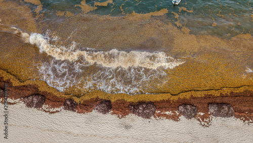Aerial drone view of sargassum seaweed bloom on Playa del Carmen beach. Environmental problem showing brown sargazo algae accumulation on Mexican Caribbean coast.