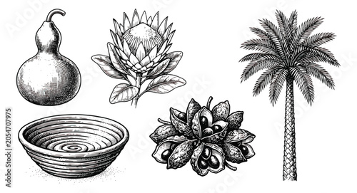 Obraz na plátne Vintage botanical and cultural vector set, hand drawn African flora and objects,