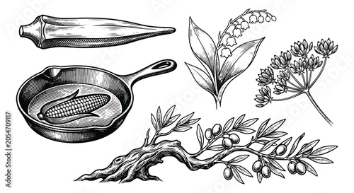 Foto Vintage botanical engraving set, hand drawn okra and olive branch vector, corn i