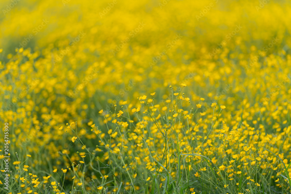 Fototapeta premium Sunlit field filled with yellow wildflowers in soft focus