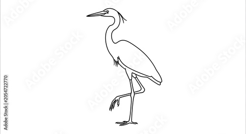 Elegant white crane bird standing on one leg.