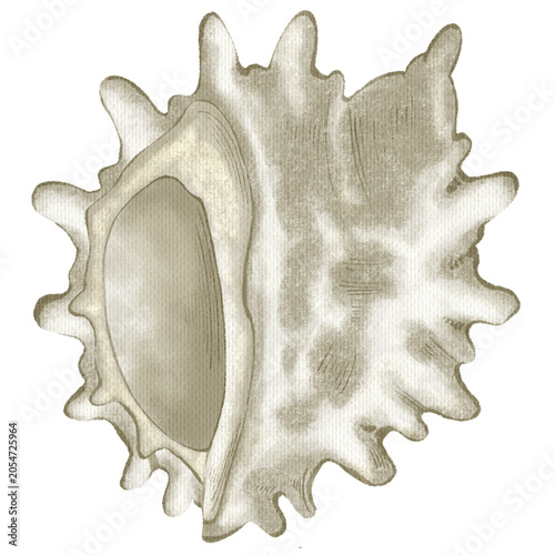 Quadro su tela Hand drawn grey murex shell nursery element with paper texture