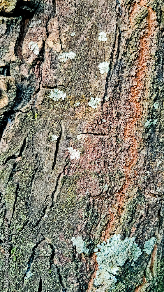 Fototapeta premium close-up photo of tree bark as background