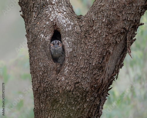 Photos Australian Owlet Nightjar