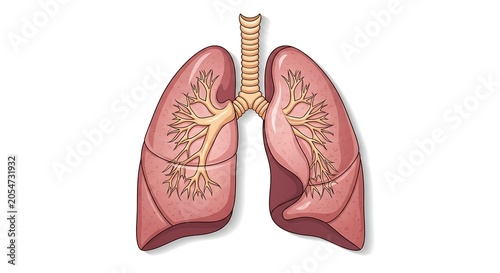 Close-up of a pair of human lungs with bronchial tubes.