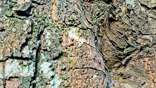 close-up photo of tree bark as background