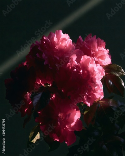 Dark Spring Bloom Moody Floral Elegance, Dark Spring Bloom Luxury Botanical Mood, Dark Spring Bloom Atmospheric Garden