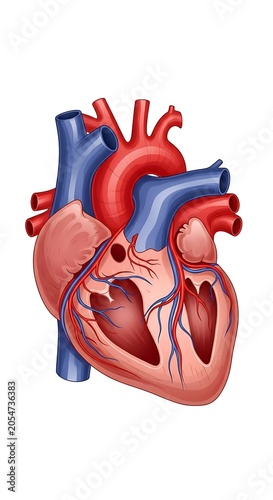 3D rendered human heart with blood vessels and valves.