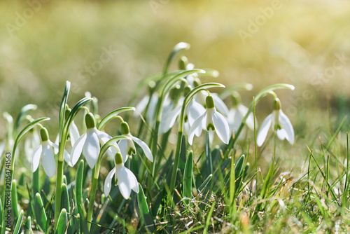 Close-up of delicate white snowdrops blooming in spring meadow, featuring fresh Galanthus flowers with soft green bokeh background and natural seasonal atmosphere in warm sunlight.