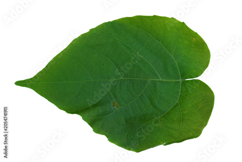 Large green heart leaf from climbing vine isolated on png background overhead.