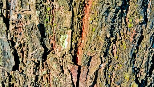 close-up photo of tree bark as background