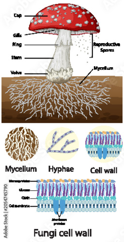 Photos Educational Diagram of Mushroom Anatomy and Fungi Cell Wall Structure