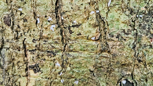 close-up photo of tree bark as background