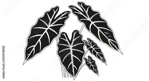 Black and White Illustration of Alocasia Elephant Ear Leaves