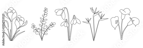 Foto Minimalist line art of five flowers including crocus, eucalyptus, snowdrop and c