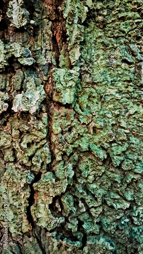 close-up photo of tree bark as background