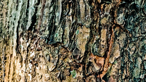 close-up photo of tree bark as background