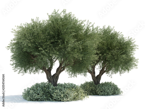 Two Lush Green Olive Trees with Decorative Shrubs Isolated on White Background