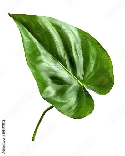 A high-resolution philodendron leaf isolated on a white background.