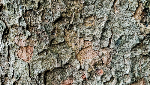 close-up photo of tree bark as background