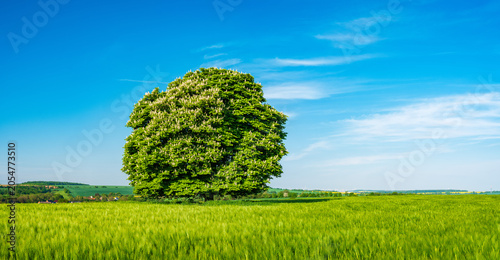Quadro su tela Green field with beautiful solitary horse chestnut tree in bloom under blue sky