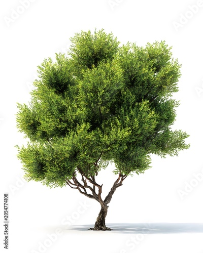 A realistic small tree isolated on a white background.