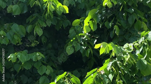 Close view of lush linden leaves lit by sunlight, dense summer foliage creating fresh natural background