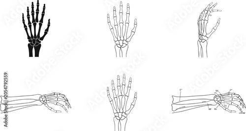 Detailed Anatomical Illustrations of Human Hand and Wrist Skeleton Showing Bones from Multiple Angles and Labeled Diagram
