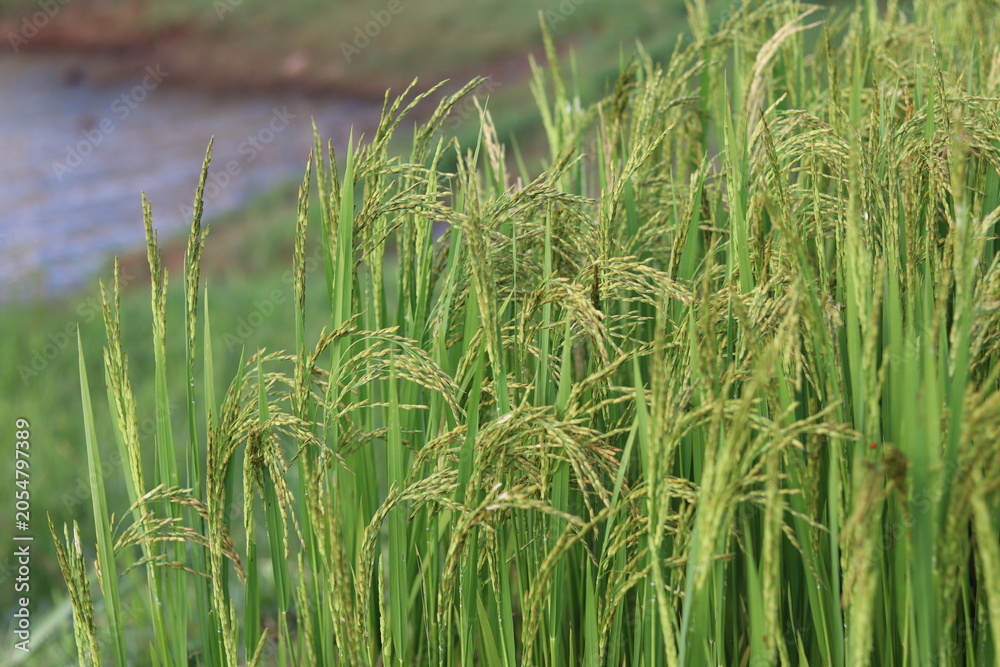 Fototapeta premium Rice Ears with Bien Ho Lake in Background Vietnam