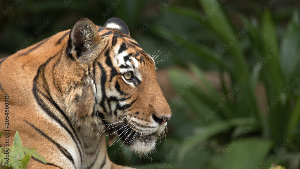 Obraz premium Close Up Profile of a Sumatran Tiger Resting in Lush Greenery