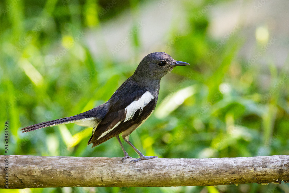 Fototapeta premium An Oriental magpie robin perched on a branch in a garden.