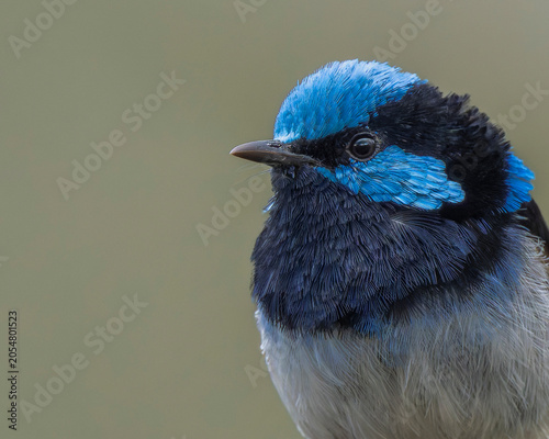 Принти на полотні Superb Fairywren