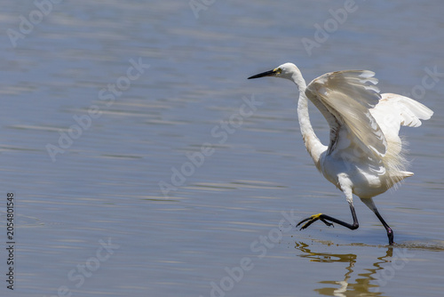 The great egret is foraging in the nature study wetland area.