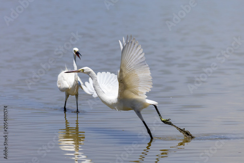 The great egret is foraging in the nature study wetland area.