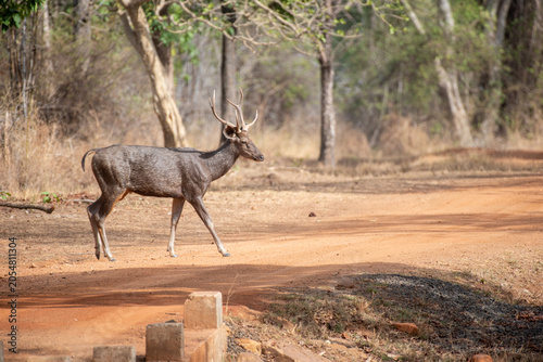Foto Sambhar deer crossing the road