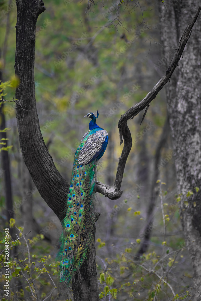 Obraz premium Close up of a peacock bird perched on a branch with use of selective focus