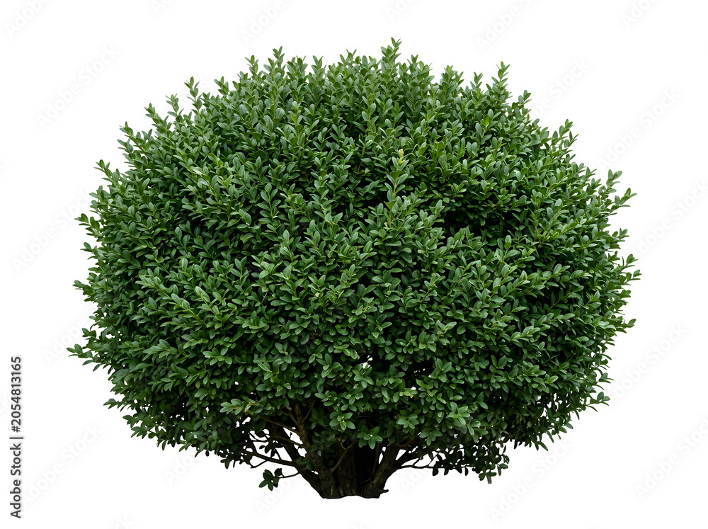 Naklejka premium Realistic Green Ornamental Shrub PNG for Landscaping and Garden Design Assets