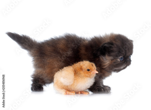Foto persian kitten and chick